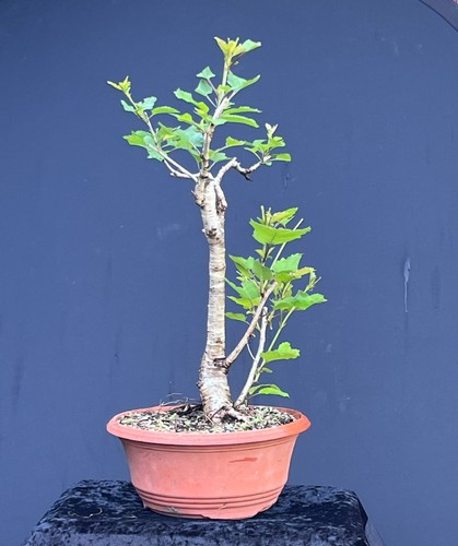 Bonsai prunus padus - -,