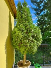 Konifere Baum 3,50m hoch im