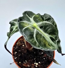 Seltene Rarität!!! Sehr