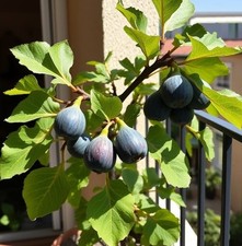 2x winterharte Punjab Feigen