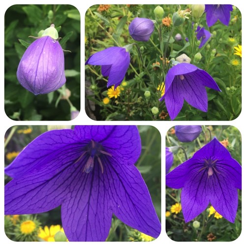 Blaue ballonblume platycodon - blaue,