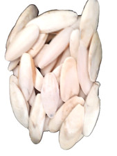Sepiaschalen 150g 10cm ca - 150g, 5-10cm