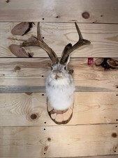Authentic Jackalope Taxidermy