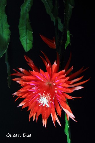 Epiphyllum blattcactus - epiphyllum,,