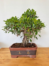 Zimmerbonsai Ficus retusa immergrün pflegeleicht 5235 Anfänger geeignet Wohnung