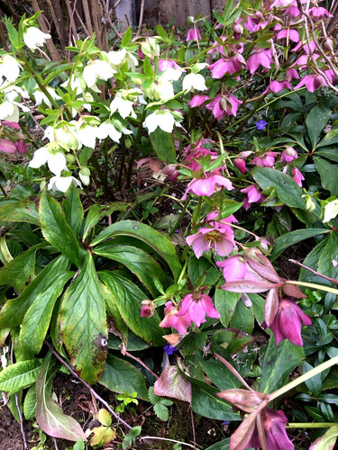 Helleborus christrosen mix - helleborus,