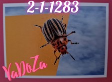 Abenteuer  Tierwelt  - Käfer