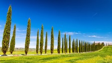 SAMEN Mittelmeer-ZYPRESSEN