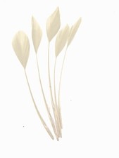 Lange Faszinatoren Federn