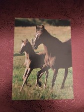 Alte Pferdepostkarte Stute mit Fohlen AK Pferd 