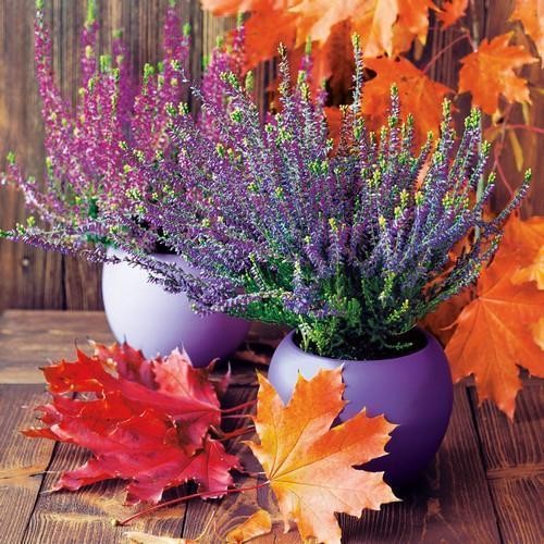Servietten claire herbst - 20,