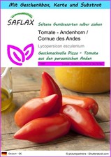 SAFLAX Geschenk Set - Tomate - Andenhorn / Cornue des Andes - Lycopersicon - 10
