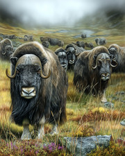 8x10 Musk Ox herd on tundra