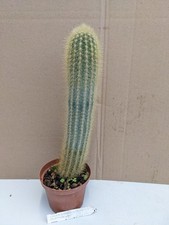 Coleocephalocereus purpreus, kakteen sukkulenten Kaktus