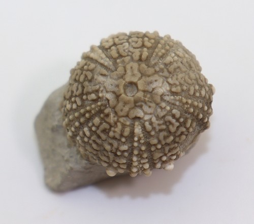 Seeigel glypticus - seeigel,,