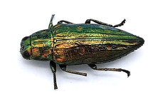 Buprestidae, Chrysodema sp