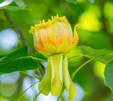 Liriodendron tulipifera