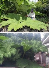 Riesen Mammutblatt Pflanze für die Wohnung  Zimmerpflanze groß pflegeleicht Duft