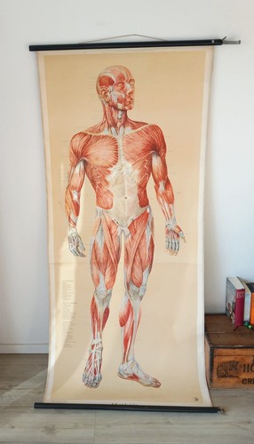 Wandkarte rollkarte anatomie - wandkarte,