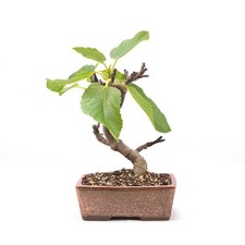 Bonsai essfeige ficus - bonsai, carica'