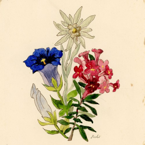 Edelweiss blauer enzian blume - edelweiss,