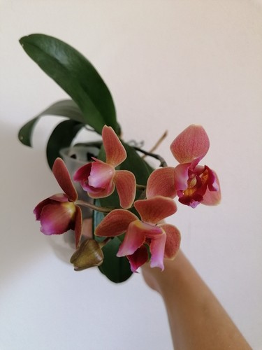 Orchidee phalaenopsis - ,