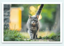 1 AK Katze "Catwalk" - NEU 