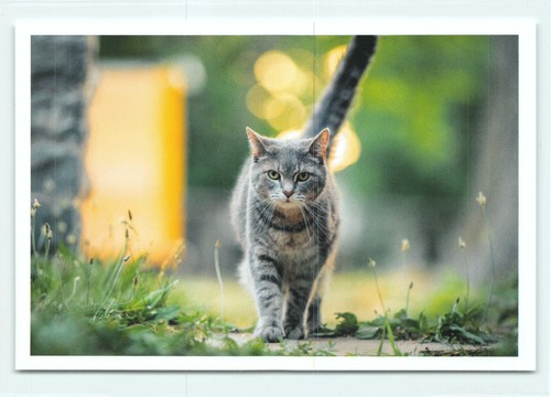 Postkarte katze catwalk - postkarte,