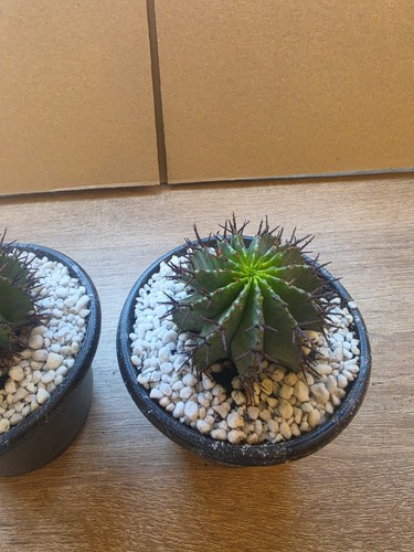 Euphorbia horrida kakteen - euphorbia,