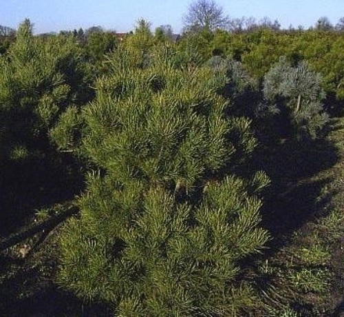 Pinus sylvestris norske typ - sylvestris,