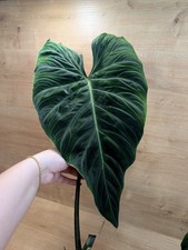 Philodendron splendid - splendid, xl