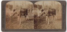 Stereo-Fotografie Underwood &