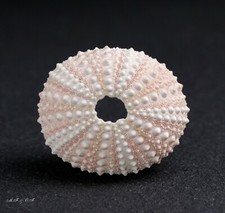 Seeigel Sea urchin Echinometra