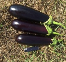 Auberginensamen Mirinda F1