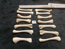 Echte Tier Knochen Hexen