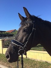 Trense, Lacktrense, Zaumzeug