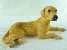 Hund Labrador Golden Retriever