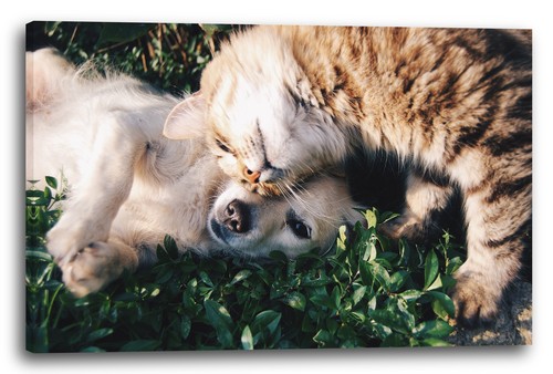 Wandbild cat and dog best - and,