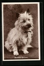 Ansichtskarte Bored Stiff, Terrier mit Halsband 