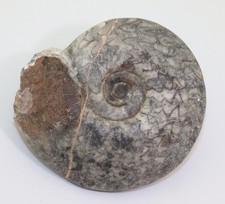 Goniatit, Pharciceras kayseri, Devon, Givet, Merzane, Marokko -m191