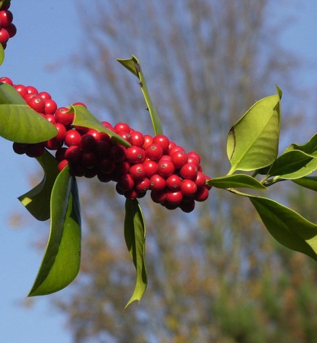Fruchtende stechpalme ilex - fruchtende,