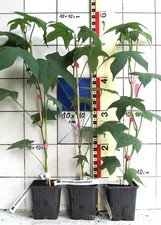 Alangium platanifolia   -   seltene Alangie  ( Pflanze )