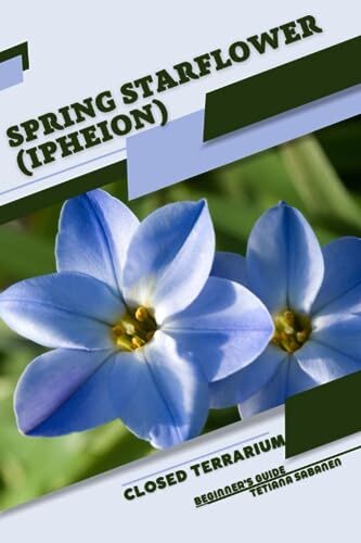 Sabanen spring starflower - sabanen,