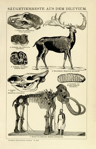 Fossilien diluvium mammut - fossilien,