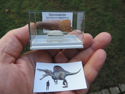 Schöner zahn vom spinosaurus - schöner,