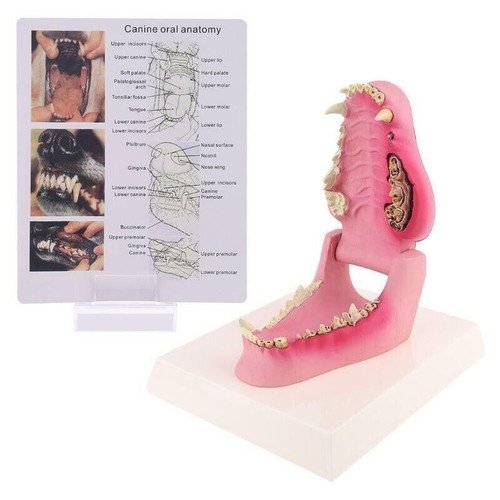 Hundezahn anatomie modell hund - anatomie,