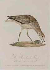 Steinwälzer, Johann Conrad