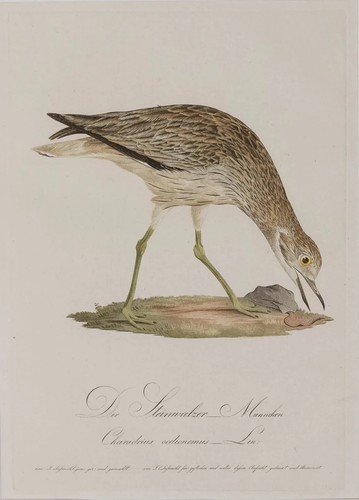 Steinwälzer johann conrad - steinwälzer,,