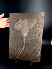 Seltene Seelilie Tierfossil
