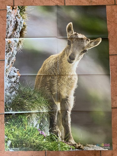 Medizini poster junger - medizini,